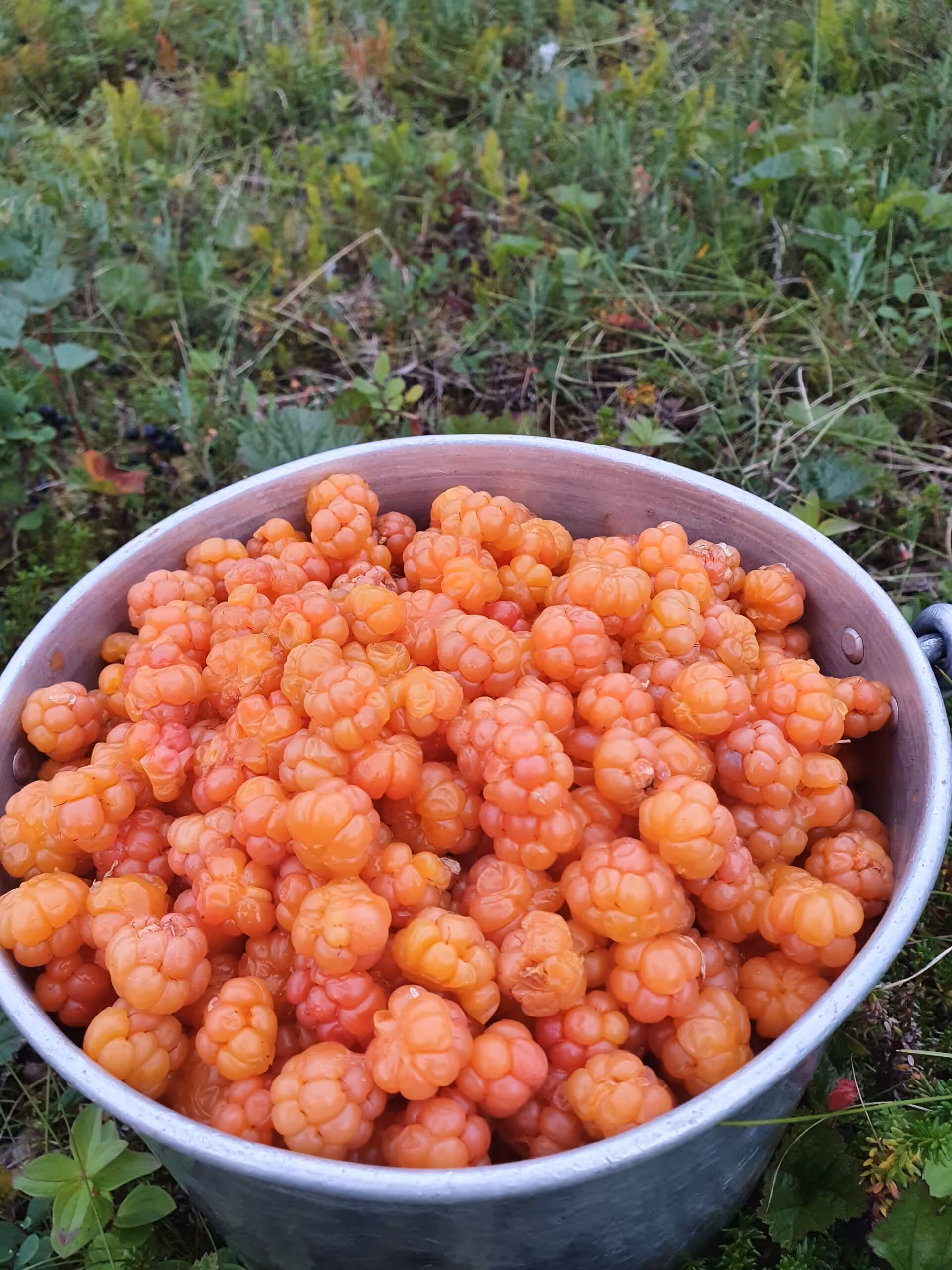 Kessel voller frisch gepflückter Moltebeeren in der Natur