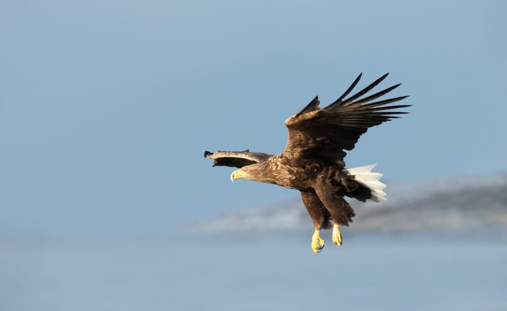 Ein Adler fliegt über das Meer.